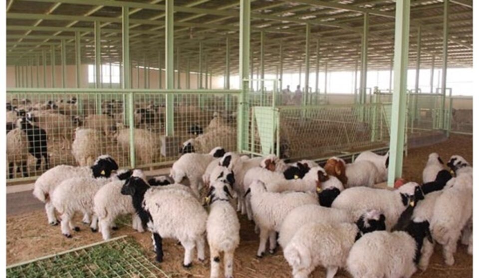 صورة من مقال: إصابتان جديدتان بالحمى النزفية شمال الناصرية لترفع حصيلة الإصابات الاجمالية إلى 38 حالة